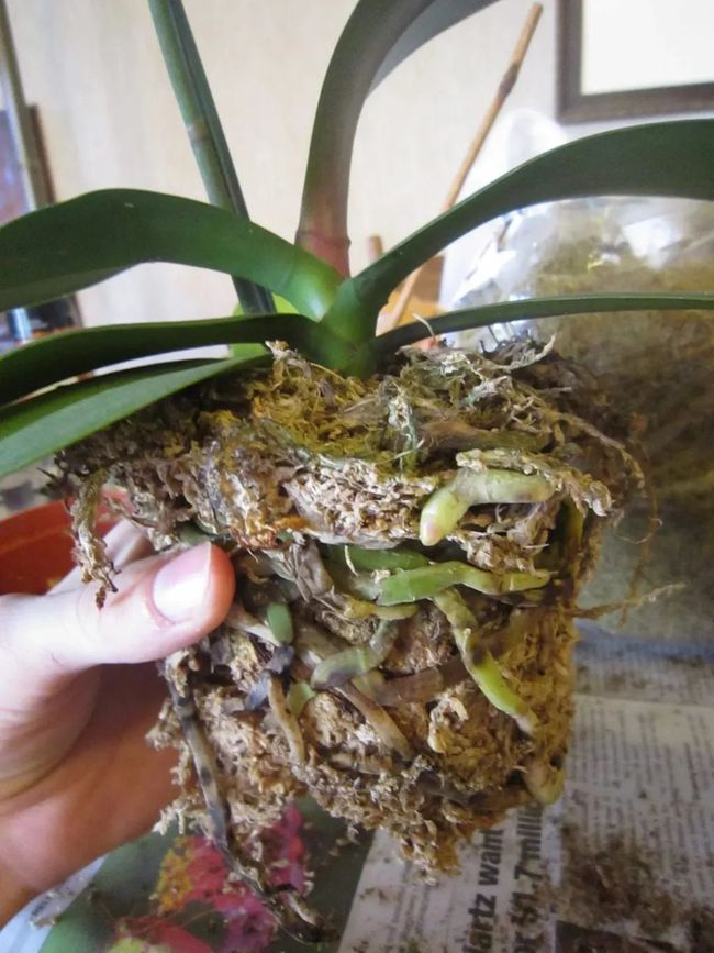 赤小豆的种植方法：从选种到丰收的全方位指南