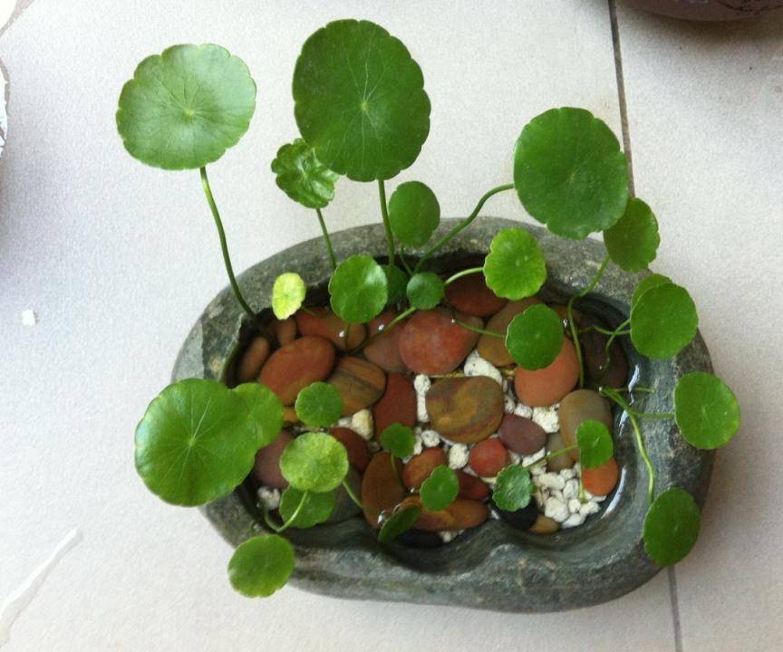 磨菇种植方法：家庭种植新趋势