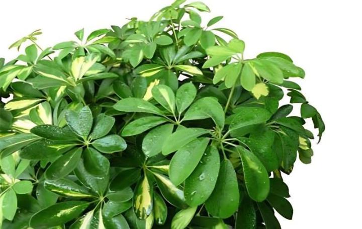 花草种植方法：打造属于自己的绿色空间
