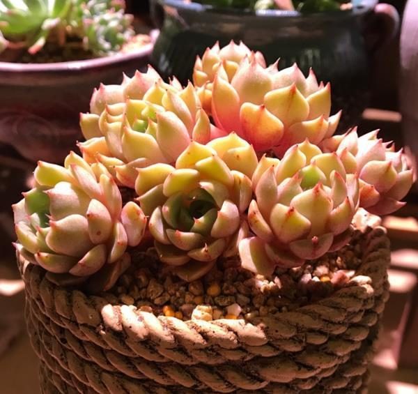 甘草种植方法：掌握关键技巧，实现高效种植