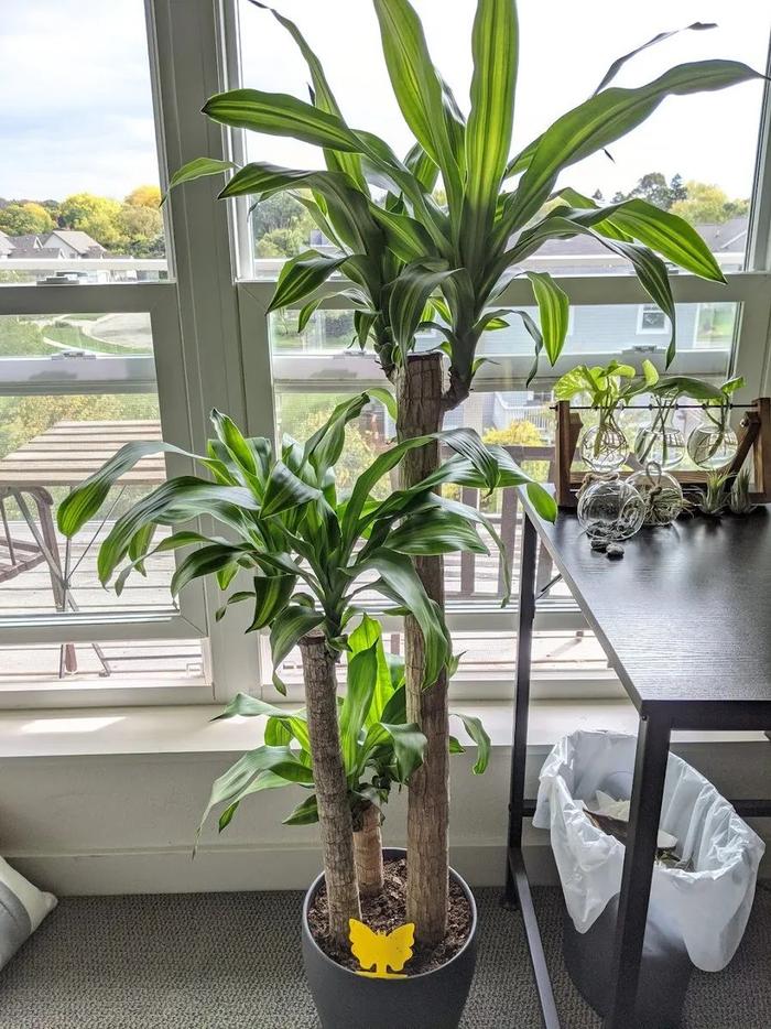 大棚西葫芦的种植方法