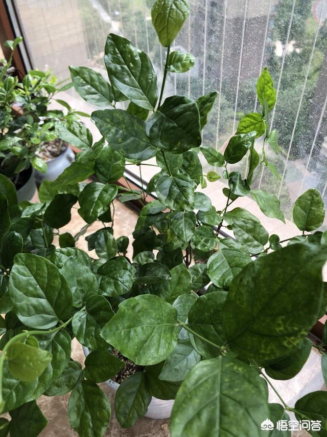 花卉发财树的养殖方法