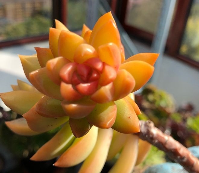 椒草种植方法：掌握关键技巧，养出繁茂椒草