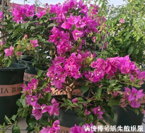 吸财树的养殖方法