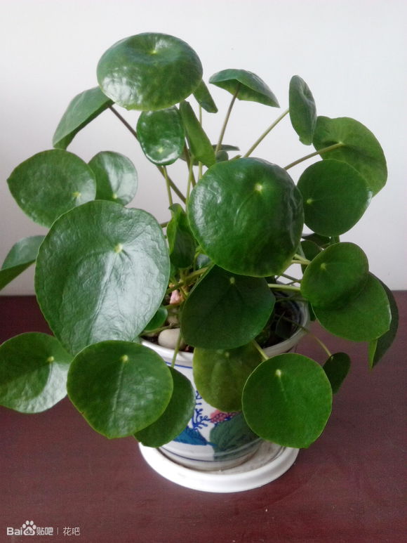什么时候扦插葡萄 - 植物养殖园丁指南