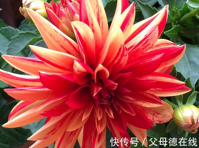 水培大蒜的方法：轻松实现家庭种植