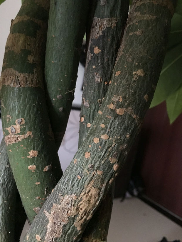 山茶花的繁殖方法：培育美丽的秘密