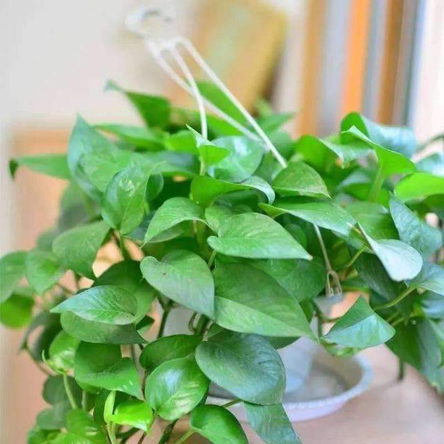 石竹种植方法：掌握技巧，养出繁茂的石竹花园