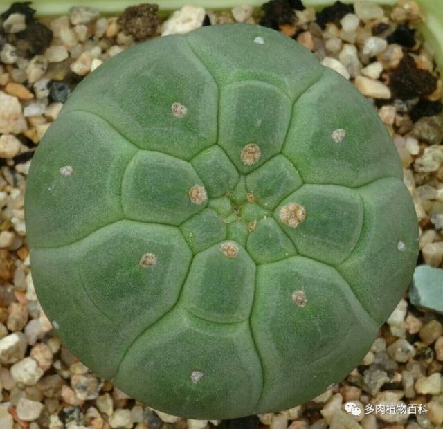 凤梨种植方法：从入门到精通的全面指南