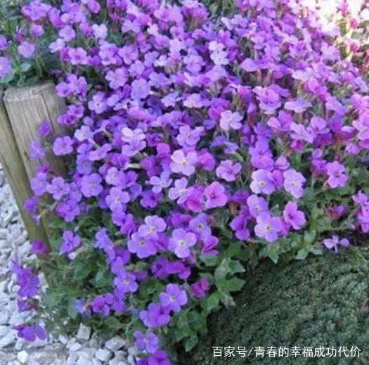 旱金莲的养殖方法和注意事项