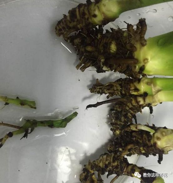 冬瓜的种植方法