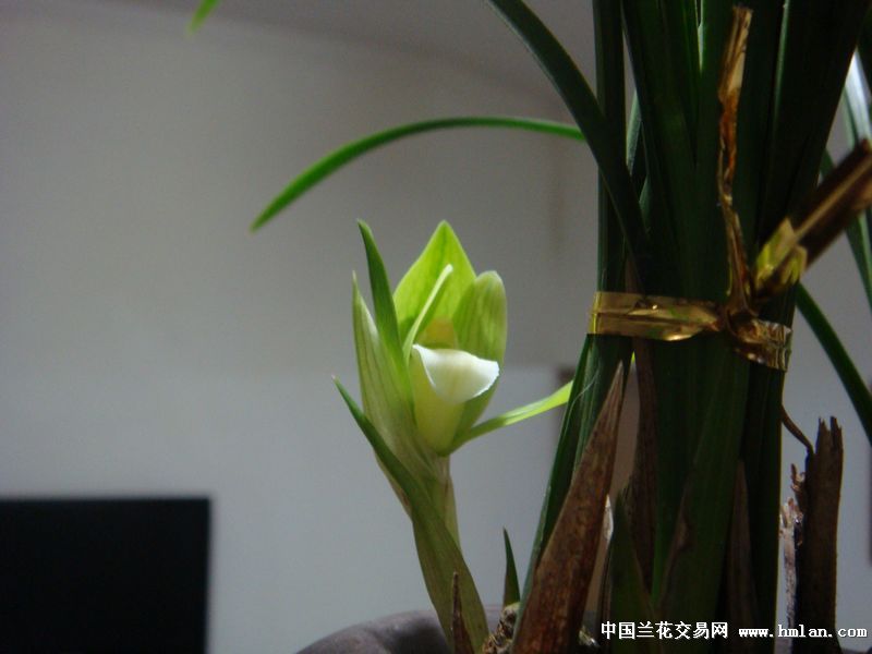 金银种植方法：掌握要领，养出繁茂金银花