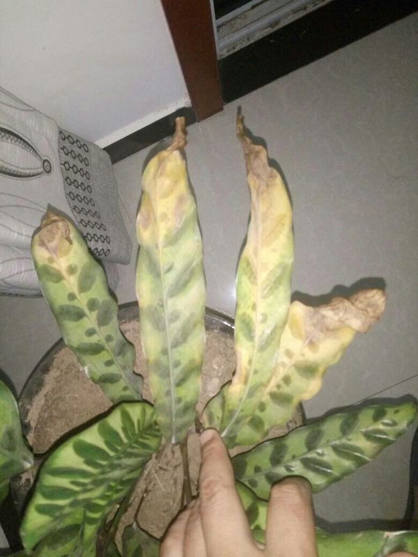 金钱草繁殖方法：掌握技巧，轻松繁育绿色财富