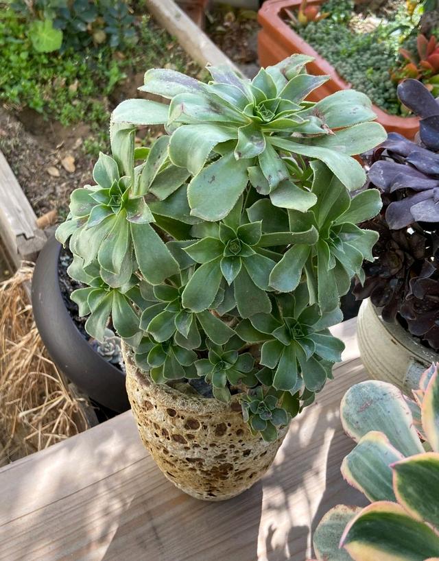 去蚜虫的方法：有效防治植物害虫的全面指南