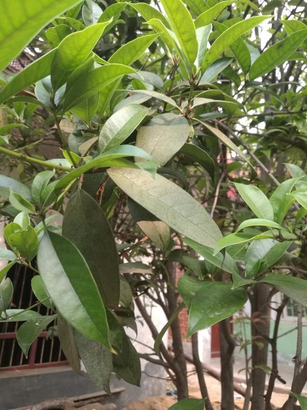 大理花盆栽：打造居家绿化新时尚