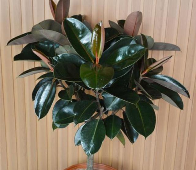 昙花怎么养殖方法：掌握技巧，养出璀璨花中之王