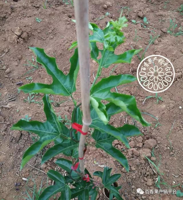 致富经盆栽苹果：开启家庭园艺新篇章