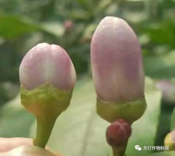 富贵竹土培的养殖方法