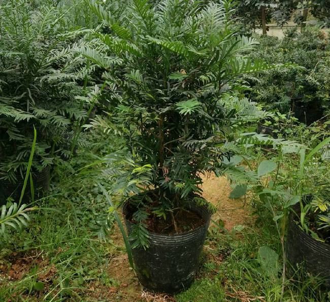 中华草龟的养殖方法