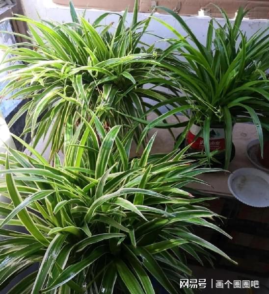 自制花肥最简单的方法：让植物茁壮成长的秘诀