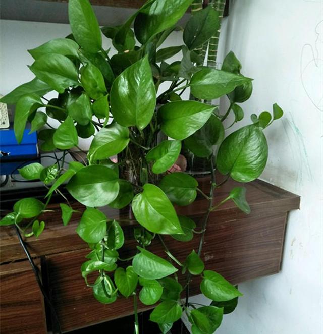在家种植茼蒿的方法