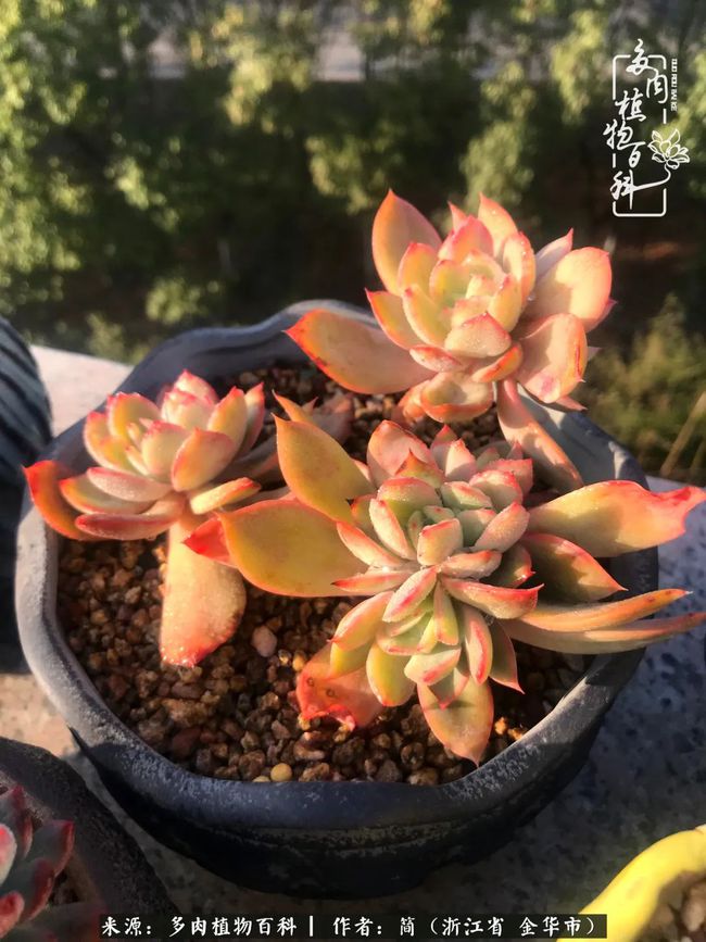 水培巴西木的养殖方法