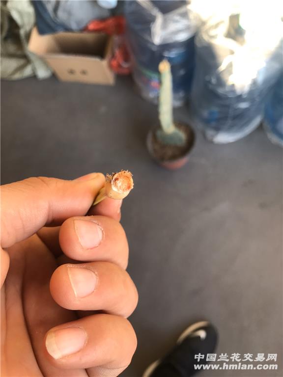 罗汉松繁殖方法：掌握技巧，轻松培育健康植株
