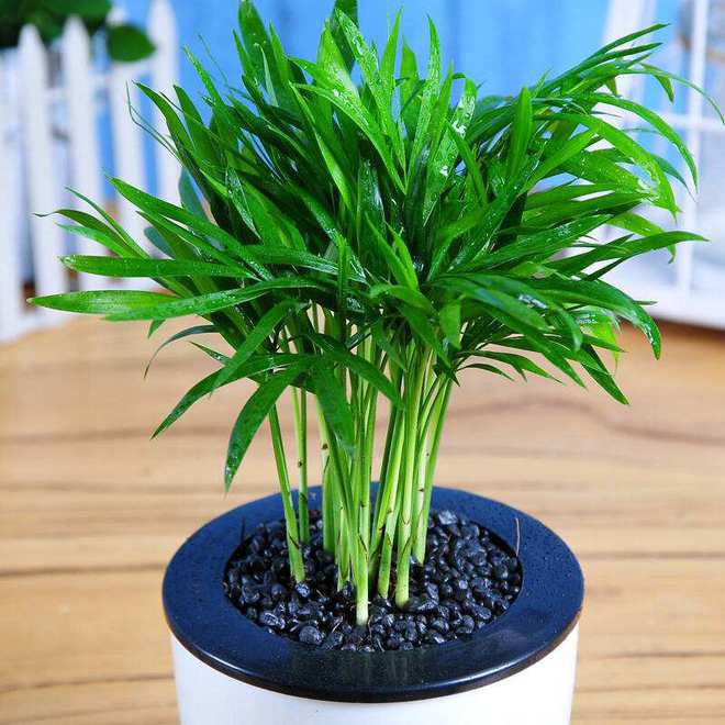 黄金桂花树养殖方法