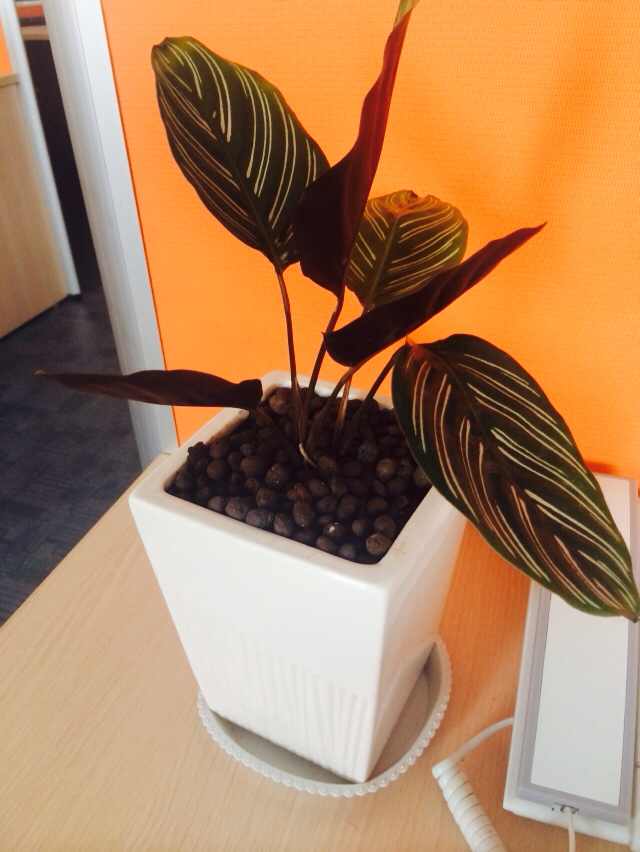 三七的繁殖方法：详解三七种植技巧