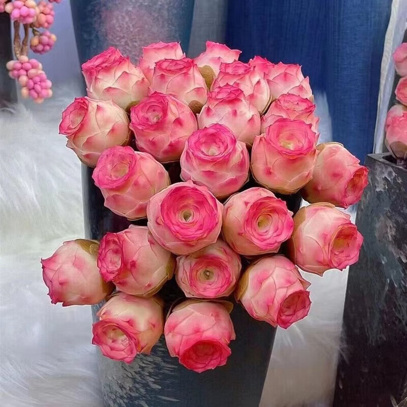 月季养殖方法：打造您的私家花园