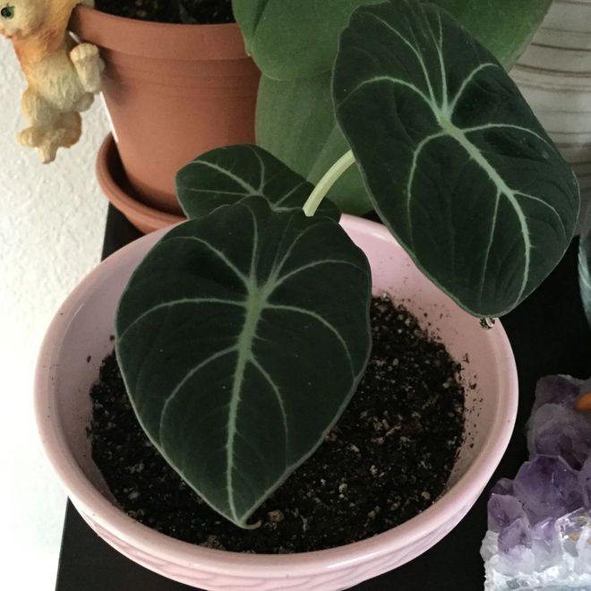 绿宝石花的养殖方法