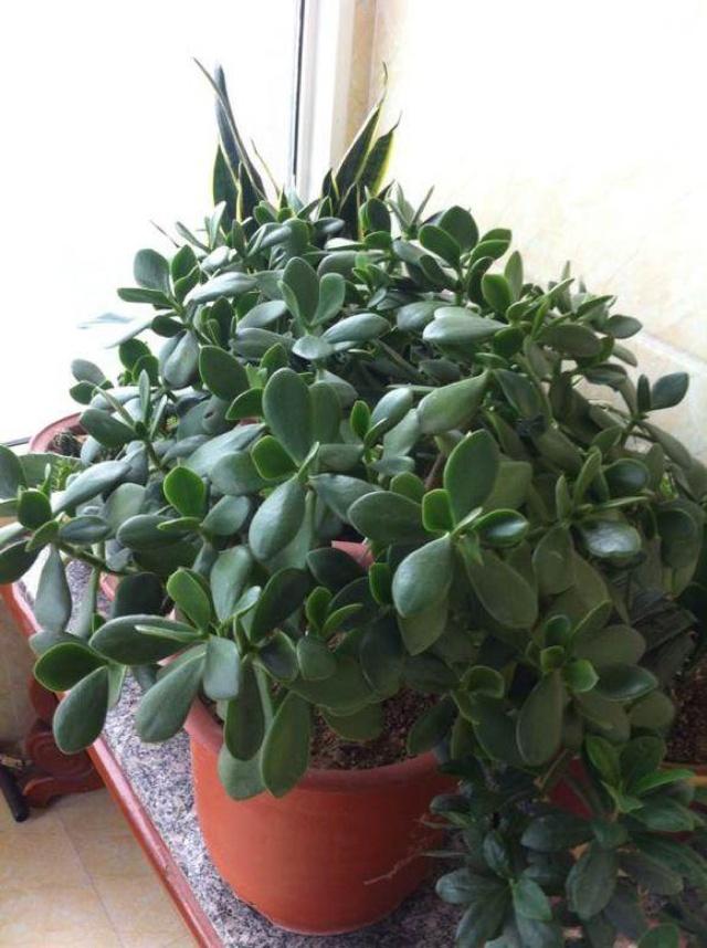 豆瓣绿扦插繁殖方法：家庭养植新篇章