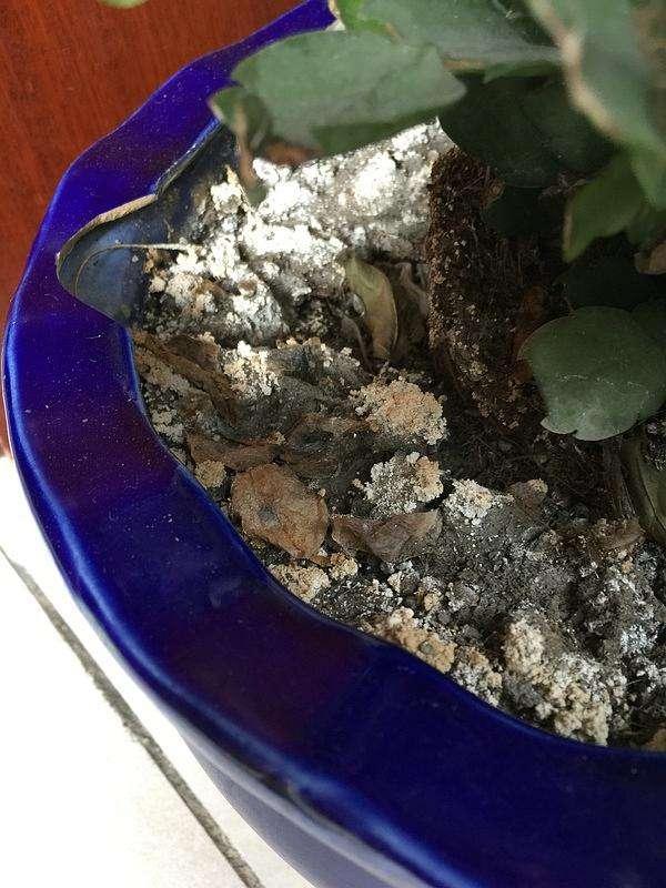 蜂胶提纯方法：揭开高效提取的秘密