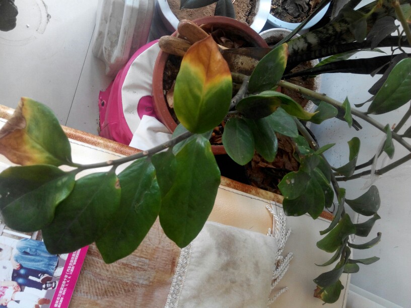 蝉的种植方法：揭秘这一夏日小精灵的养成秘籍