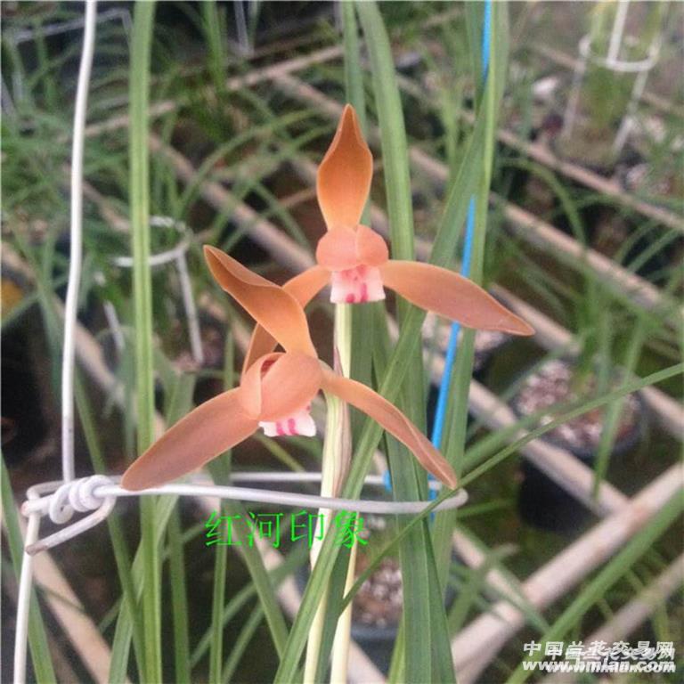 万寿菊种植方法视频：掌握技巧，轻松养出繁茂花朵