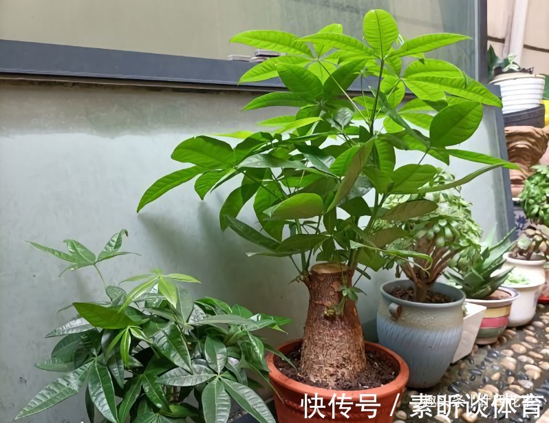 仙人球的食用方法：探索独特美味