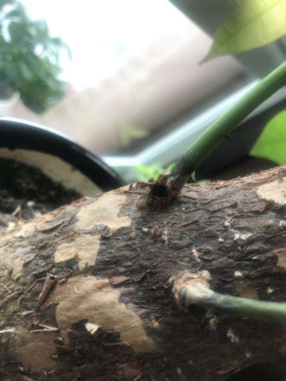 长寿花水培叶插方法：掌握技巧，轻松繁殖