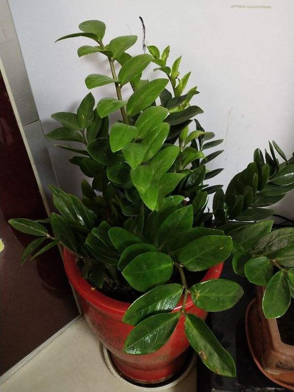 茜之塔的养殖方法