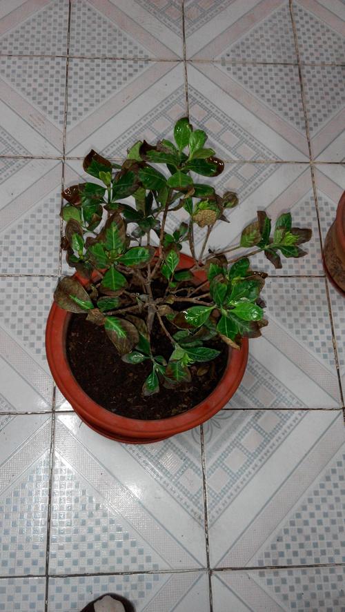 洋桔梗的种植方法