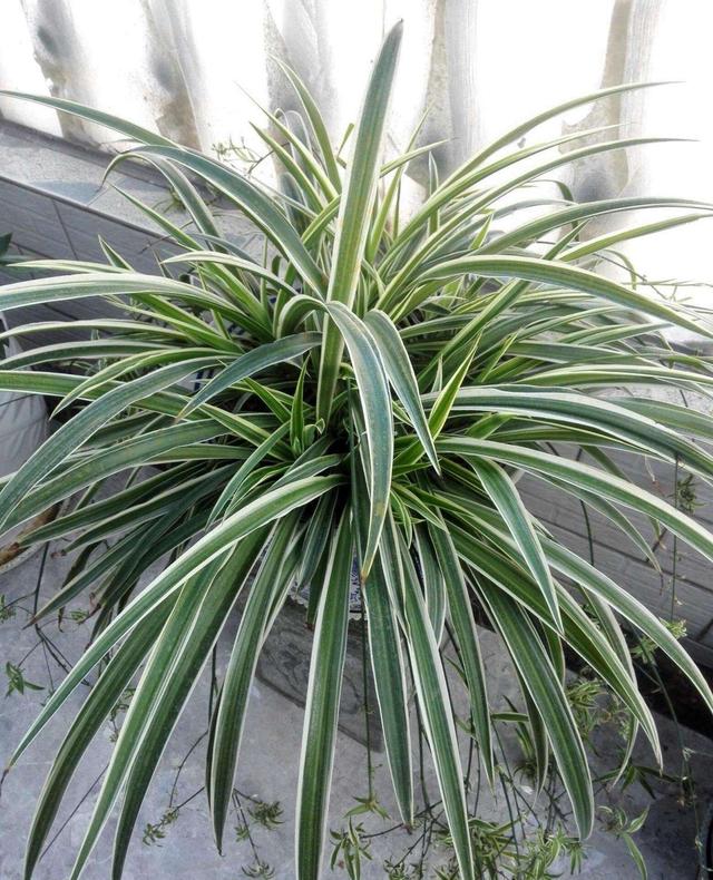 野生兰草花的养殖方法