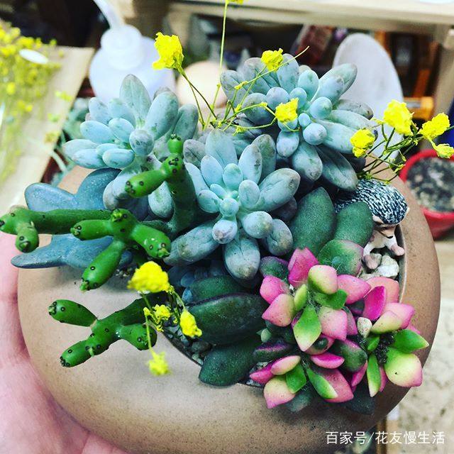养养牛方法：科学养殖提高效益