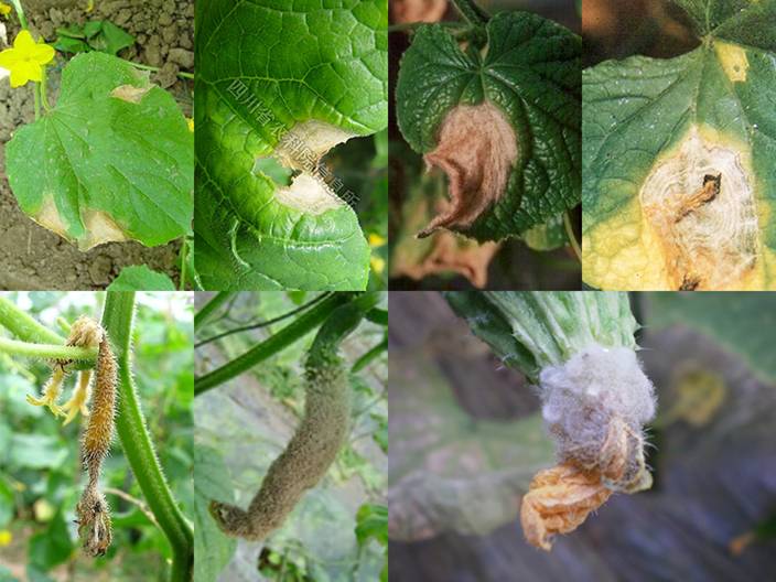 枣树的种植方法和技术