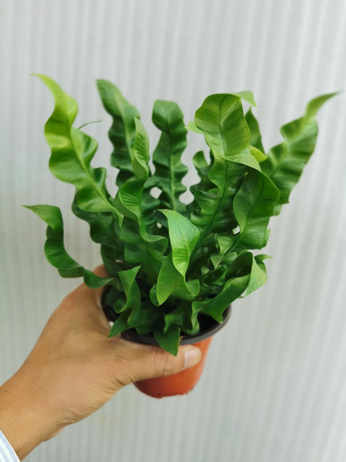 扦插的茉莉开花：揭秘养护之道