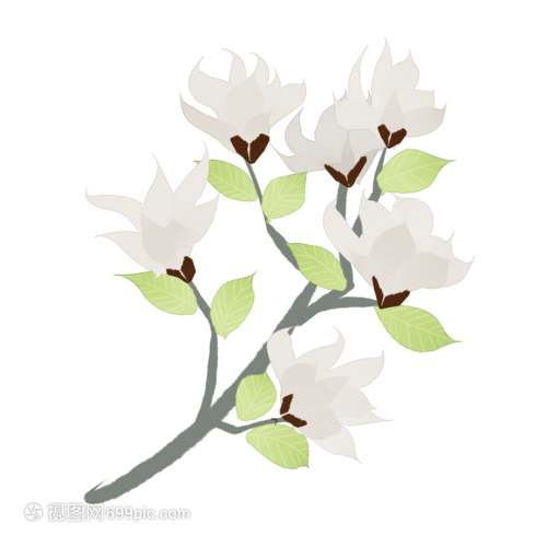 茼蒿菜的种植方法：从选种到收获的全方位指南