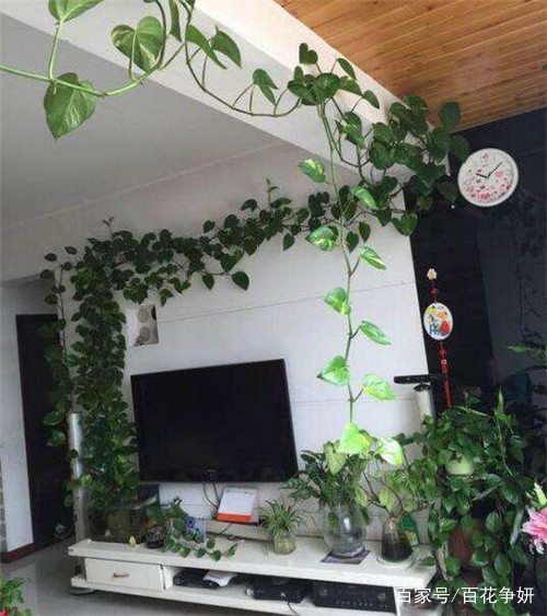 大棚春芽树的种植方法