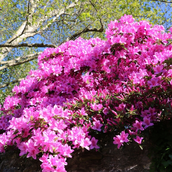 盆栽玫瑰怎么剪枝：掌握技巧，养出繁茂花朵