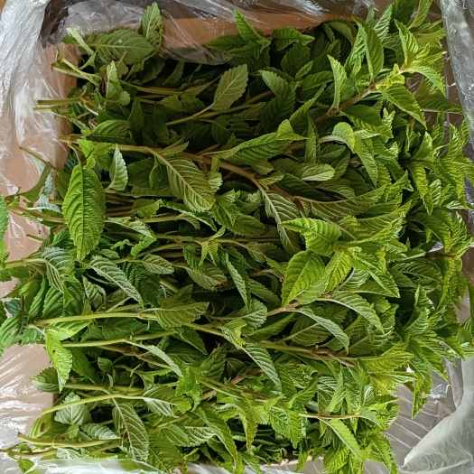 植物养护日记：扦插的艺术与技巧