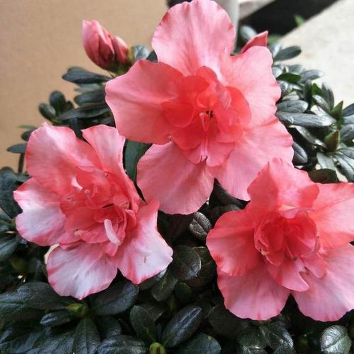 生菜催芽方法：让生菜种子快速发芽的技巧