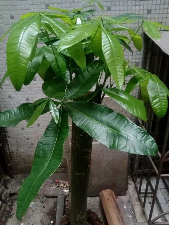 向日葵种子种植方法：从播种到收获的全方位指南
