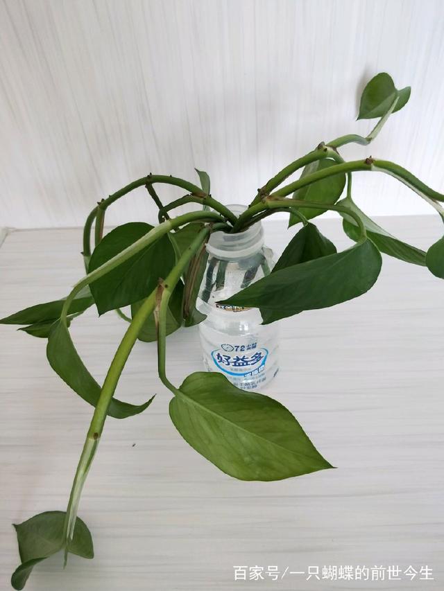 茉莉盆栽：养护指南与美丽秘籍